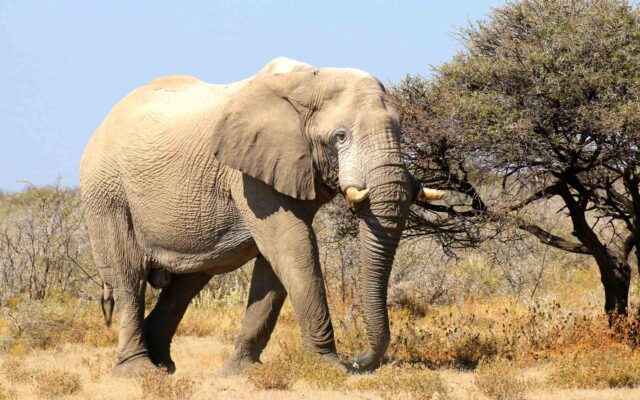 Elefant in Namibia
