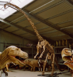 Apatosaurus