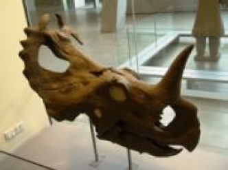 Centrosaurus Skelettkopf