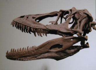 Deinonychus Skelettkopf