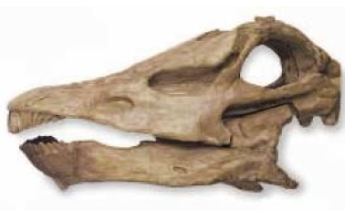 Diplodocus Skelettkopf