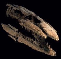 ph dinos exponate mosasaurus