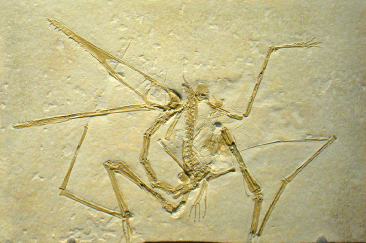 Pterodactylus