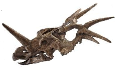 Styracosaurus Skelettkopf