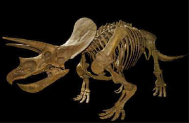 Triceratops Skelett