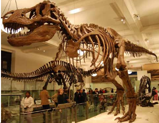 Tyrannosaurus Skelett