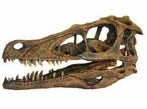 Velociraptor Skelettkopf